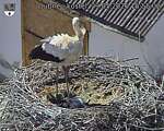 Capi_Dubne_20260529_155502.jpg