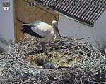 Capi_Dubne_20260529_160003.jpg