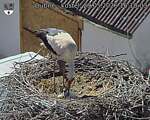 Capi_Dubne_20260529_161003.jpg