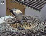 Capi_Dubne_20260529_161503.jpg