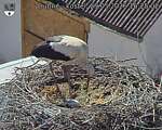 Capi_Dubne_20260529_162502.jpg