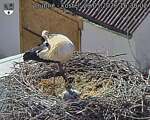 Capi_Dubne_20260529_163002.jpg