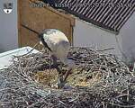 Capi_Dubne_20260529_163502.jpg