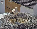 Capi_Dubne_20260529_164503.jpg