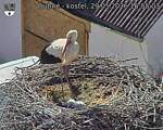 Capi_Dubne_20260529_165503.jpg