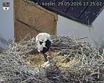 Capi_Dubne_20260529_172502.jpg