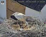 Capi_Dubne_20260529_173504.jpg