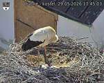 Capi_Dubne_20260529_174503.jpg