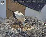 Capi_Dubne_20260529_175502.jpg