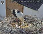 Capi_Dubne_20260529_180003.jpg