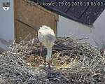Capi_Dubne_20260529_180503.jpg