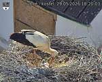 Capi_Dubne_20260529_182003.jpg