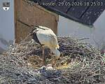 Capi_Dubne_20260529_182503.jpg