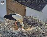 Capi_Dubne_20260529_185002.jpg