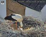 Capi_Dubne_20260529_190003.jpg