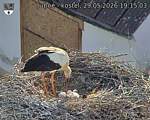 Capi_Dubne_20260529_191503.jpg