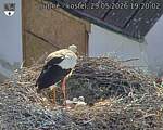 Capi_Dubne_20260529_192002.jpg