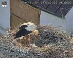 Capi_Dubne_20260529_193002.jpg