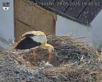 Capi_Dubne_20260529_194002.jpg