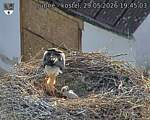 Capi_Dubne_20260529_194503.jpg