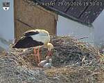 Capi_Dubne_20260529_195003.jpg