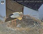 Capi_Dubne_20260529_200003.jpg