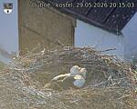Capi_Dubne_20260529_201503.jpg