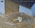 Capi_Dubne_20260529_203003.jpg