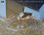 Capi_Dubne_20260529_203503.jpg