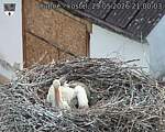 Capi_Dubne_20260529_210003.jpg