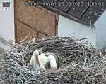 Capi_Dubne_20260529_210503.jpg