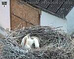 Capi_Dubne_20260529_211002.jpg