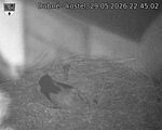 Capi_Dubne_20260529_224502.jpg