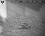 Capi_Dubne_20260530_003502.jpg