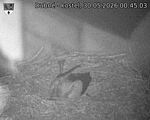 Capi_Dubne_20260530_004503.jpg