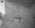 Capi_Dubne_20260530_014003.jpg