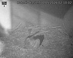 Capi_Dubne_20260530_021002.jpg