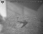 Capi_Dubne_20260530_023002.jpg
