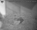 Capi_Dubne_20260530_025003.jpg