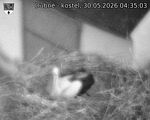 Capi_Dubne_20260530_043503.jpg