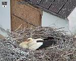 Capi_Dubne_20260530_050003.jpg