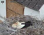 Capi_Dubne_20260530_050503.jpg