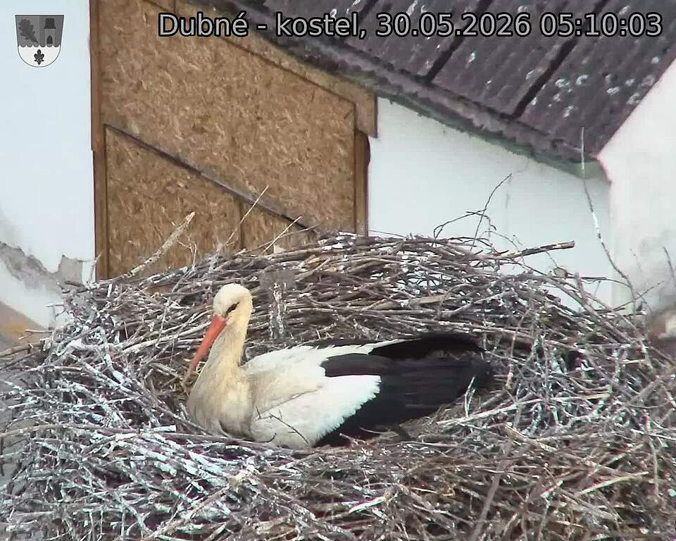 Capi_Dubne_20260530_051003.jpg (1350&nbsp;x&nbsp;1080)