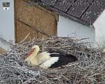 Capi_Dubne_20260530_053502.jpg