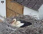 Capi_Dubne_20260530_054503.jpg