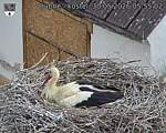 Capi_Dubne_20260530_055502.jpg