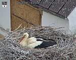 Capi_Dubne_20260530_060004.jpg