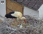 Capi_Dubne_20260530_060504.jpg