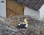 Capi_Dubne_20260530_061003.jpg