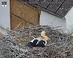 Capi_Dubne_20260530_062002.jpg